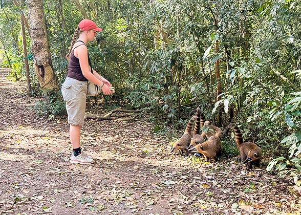 Cute Coatis along the Trail, Iguazu Falls