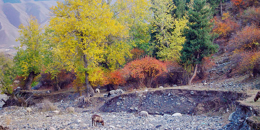 Colorful Autumn in Mongolia