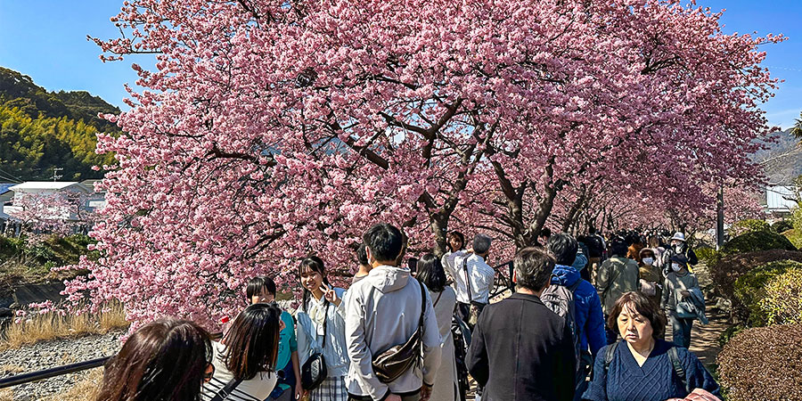 Crowds Visiting Cherry Blossoms