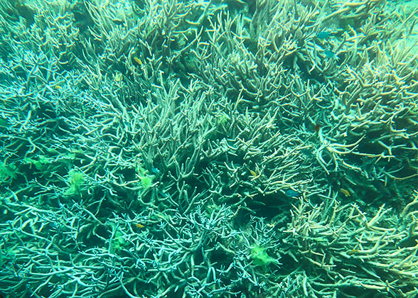 Da Nang Corals