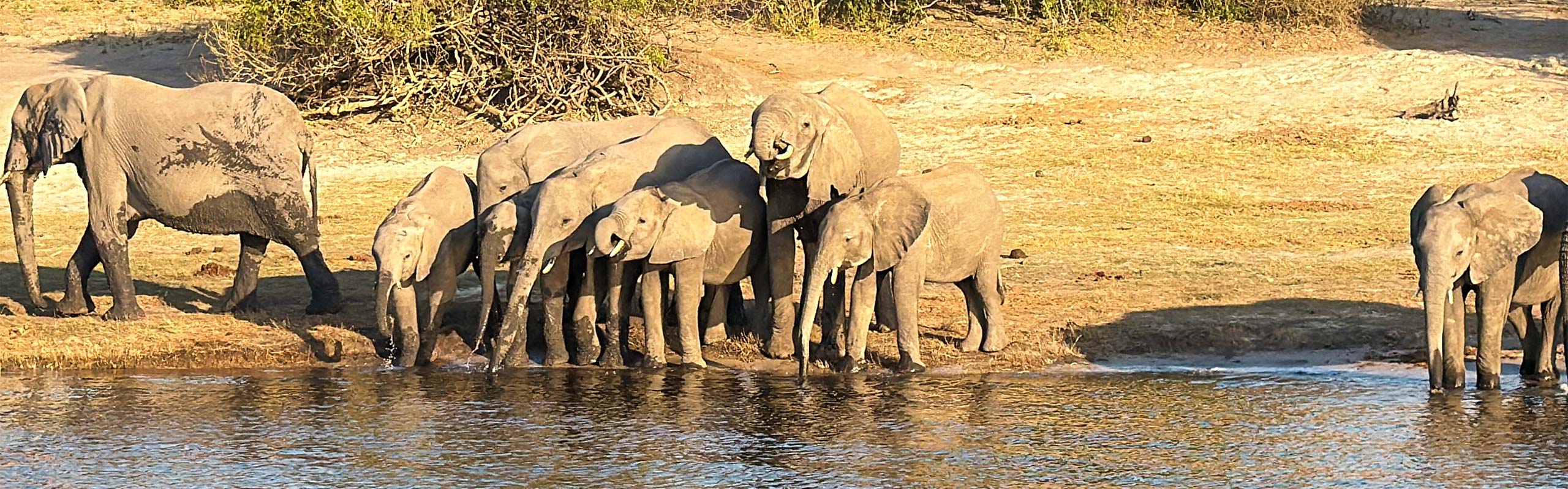 Elephants in Chobe National Park