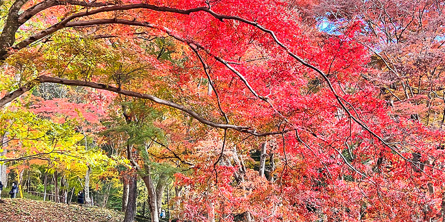 Enoshima Jinja Shrinejia in Autumn