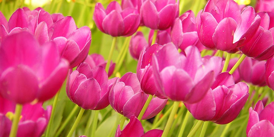 The Flower Field