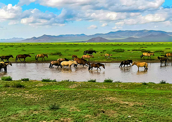 Grassland in Mongolia