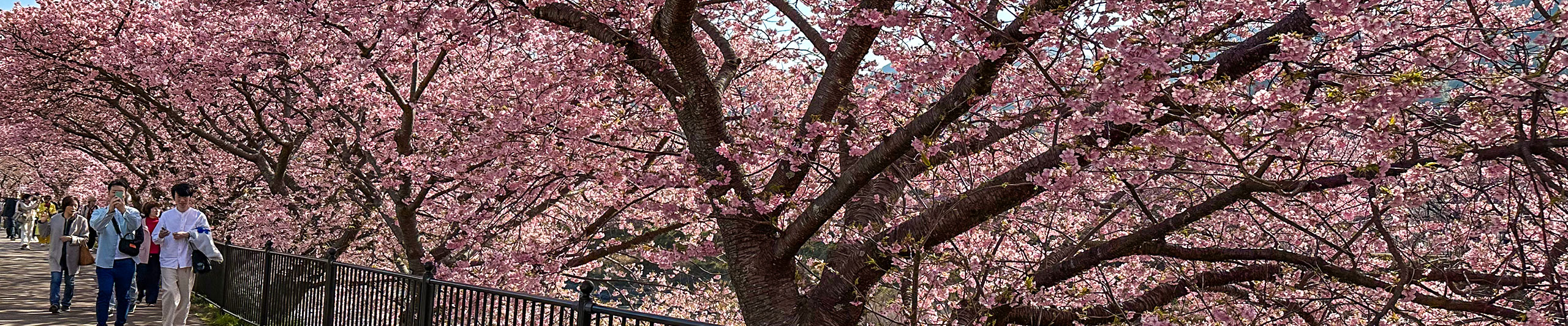 Cherry Blossoms of Hakata