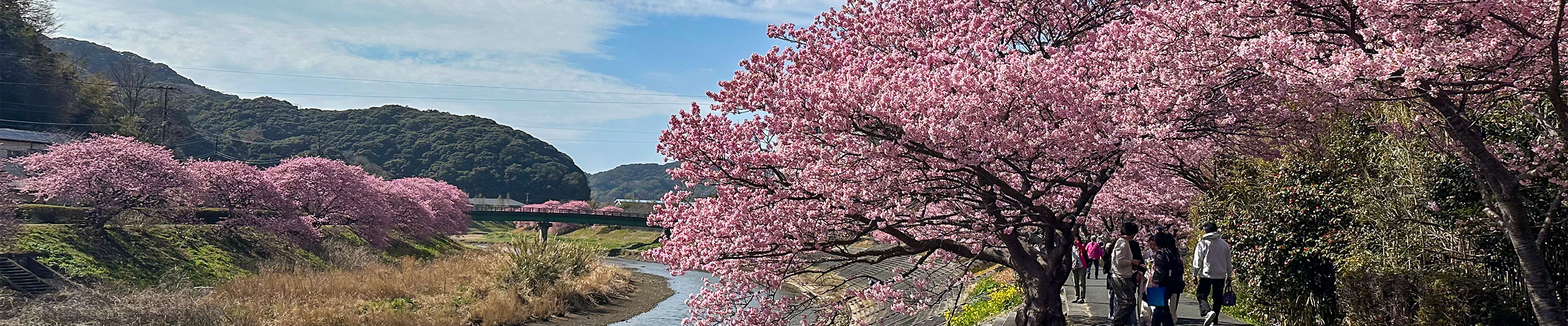 Cherry Blossoms in Hakodate Cherry Blossoms in Hakodate