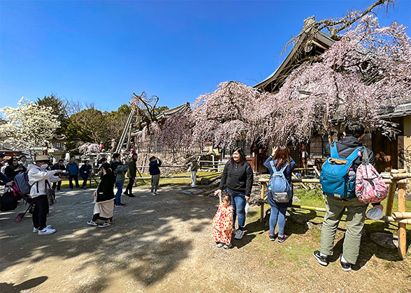Cherry Blossoms in Himuro Shrine