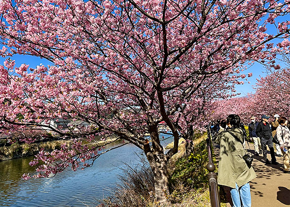 Pink Sakura in Spring