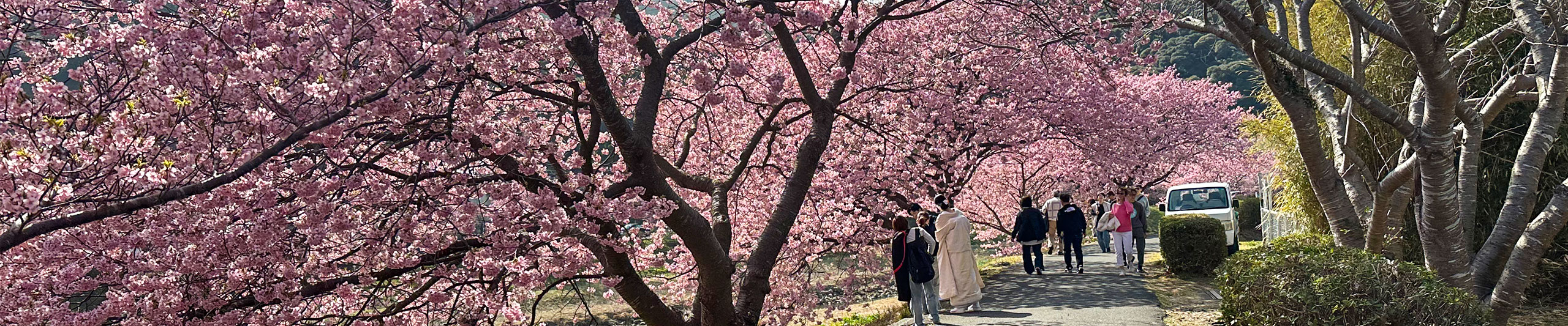Hiroshima in Spring with Sakura