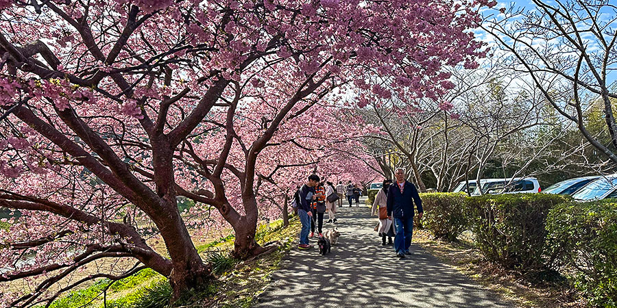 Hiroshima with Sakura in Spring