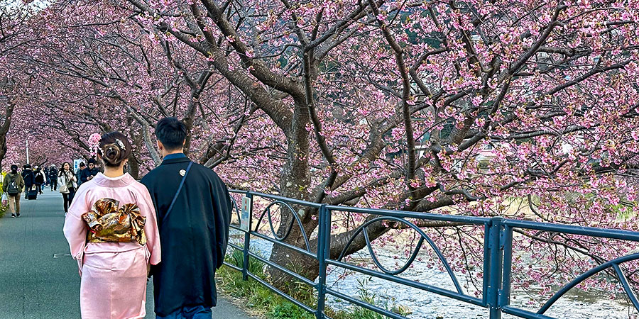 Cherry Blossom View in Hokkaido