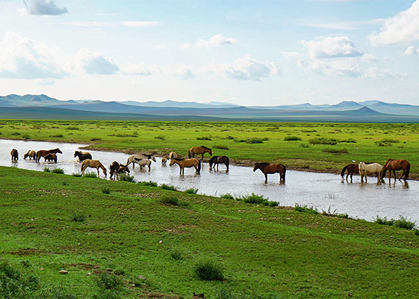 Horse Herds at the Grassland