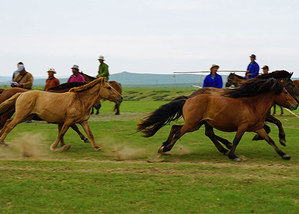 The Running Horses at the Nadaam