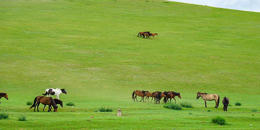 Green Grassland in Summer