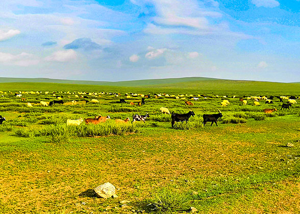 Bright and Abundant Sunshine in Hustai