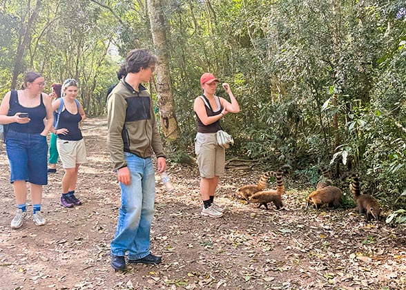Foraging Coatis, Iguazu Falls