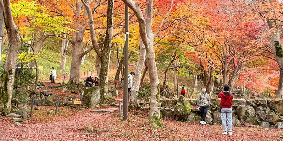 Ikuta Forest in Autumn