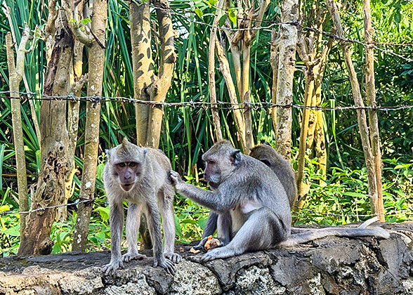 Monkeys in Indonesia