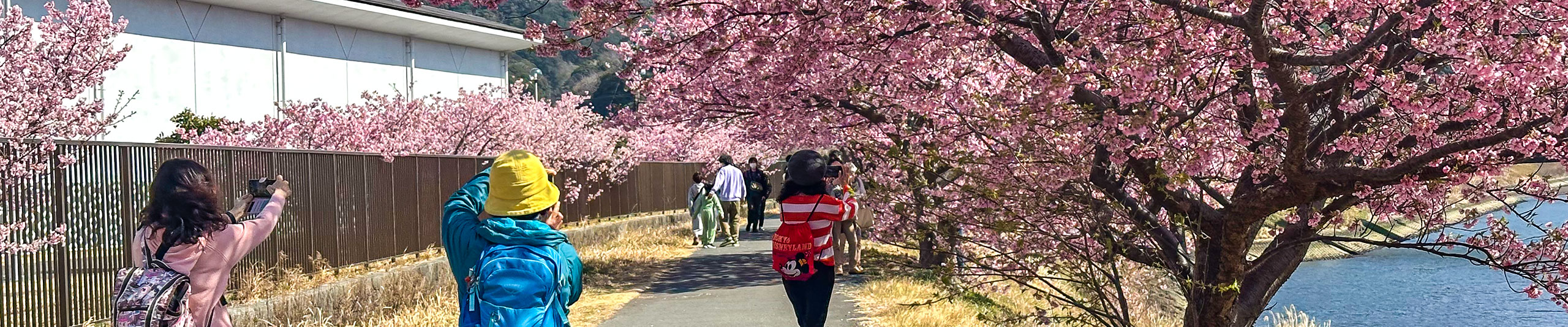 Izu Peninsula Sakura Season