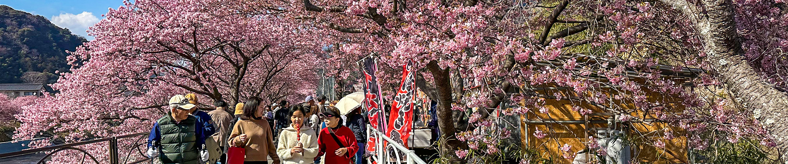Kagoshima Cherry Blossom View