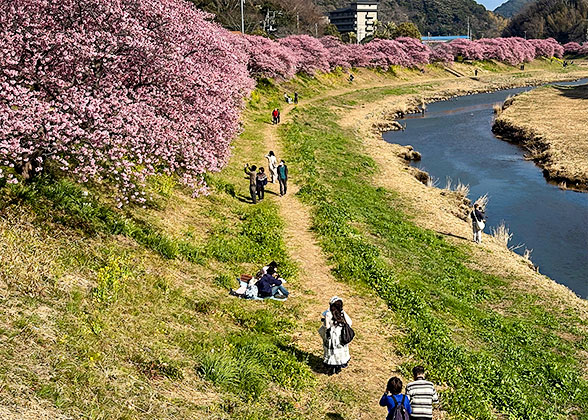 Pretty Cherry Blossoms by Kamo River