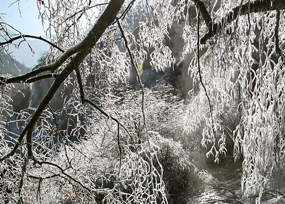 Frosted Trees along Lake Khovsgol
