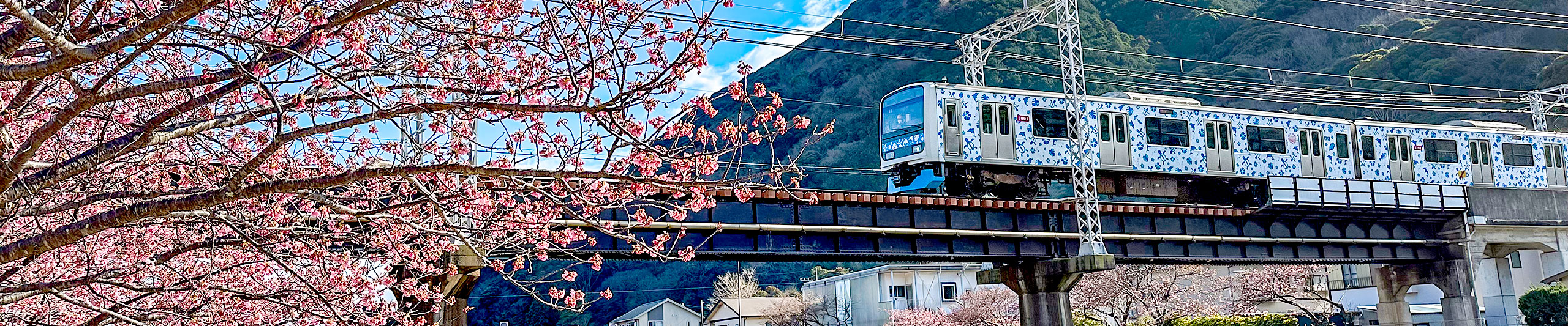 Kyoto Cherry Blossom View in March