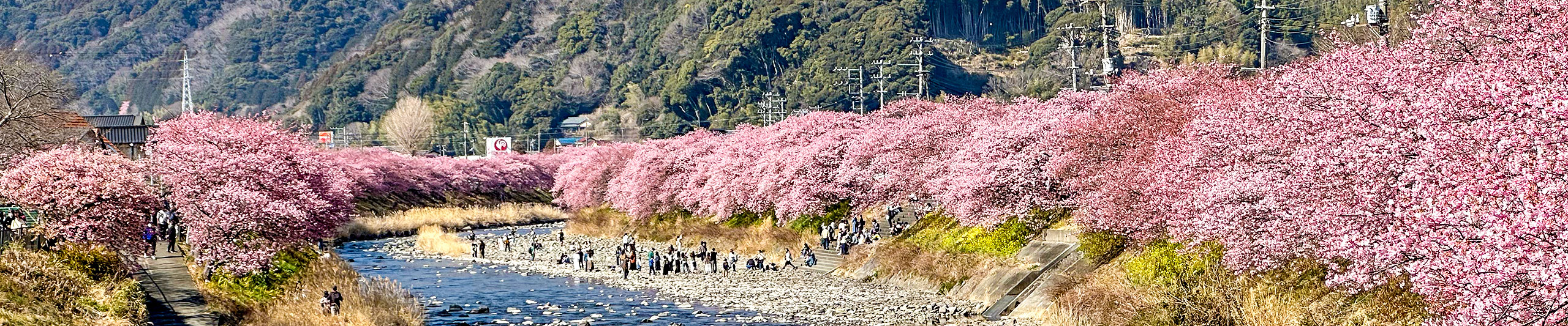 Kyoto Sakura in April