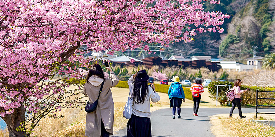 Stroll While Admiring Pretty Sakura
