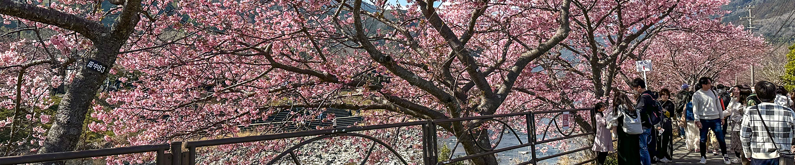 Lake Kawaguchi Sakura View