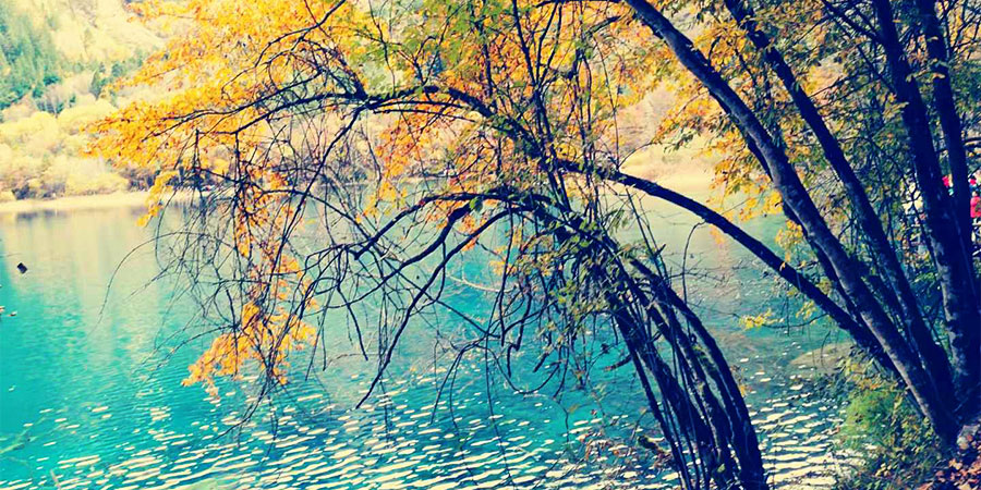 Autumn Scenery in Lake Khovsgol