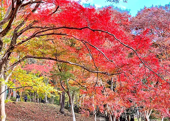 Lake Sagami red leaves