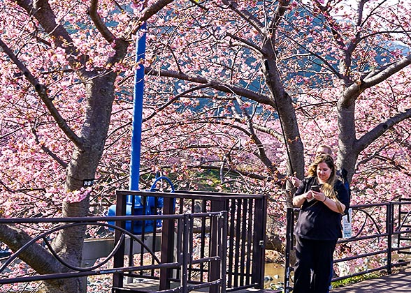 Cherry Blossoms around Lake Sagami