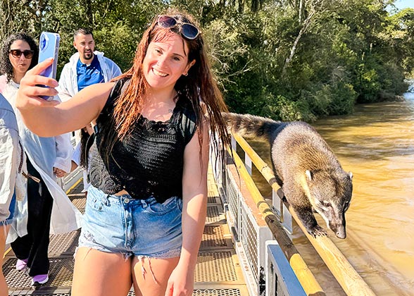 Long-nosed Coati around Iguazu Falls