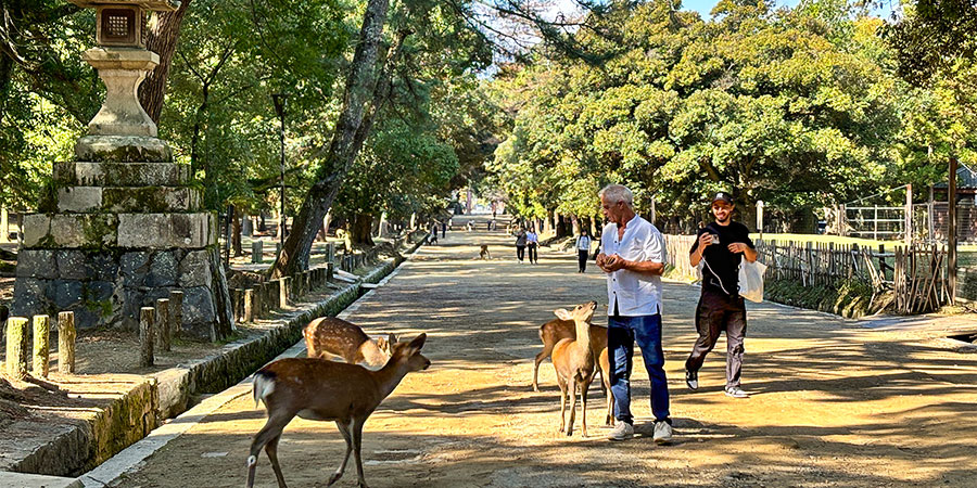 Lovely Deer in Nara Park