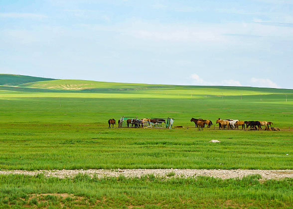 Lush Grassland in Summer