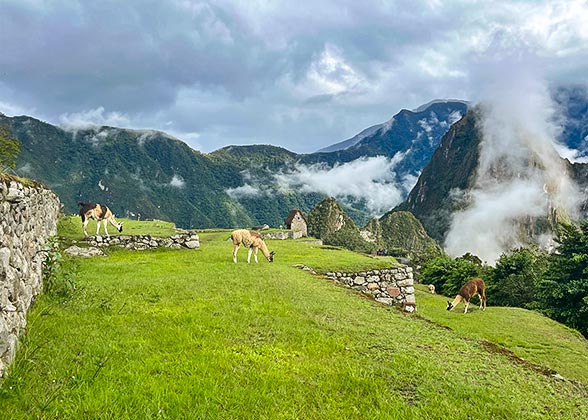 Grazing Llamas, Machu Picchu