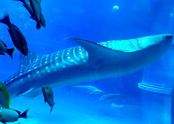 Marine Fish of Osaka Aquarium Kaiyukan