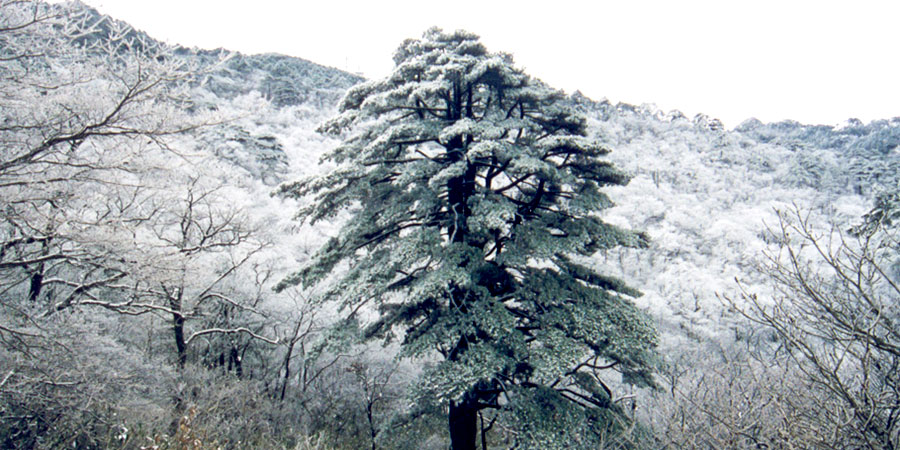Snow View in Mongolia