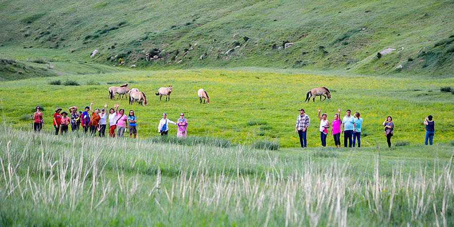 Luxuriant Grassland in Summer Mongolia