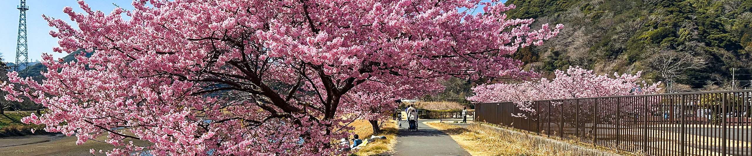 Stunning Cherry  Blossoms in Nagoya