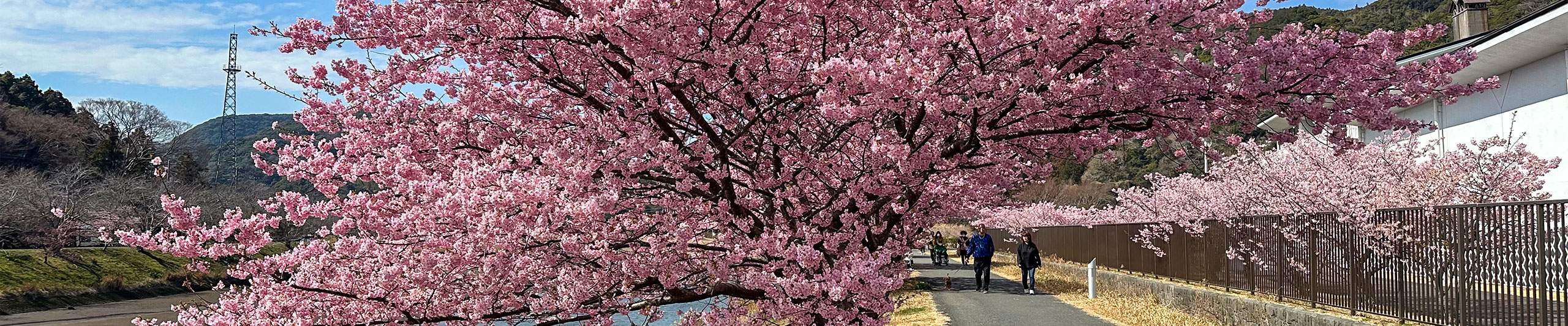 Cherry Blossom View of Nara