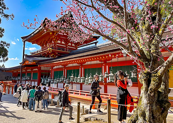 Plum Blossom in Nara