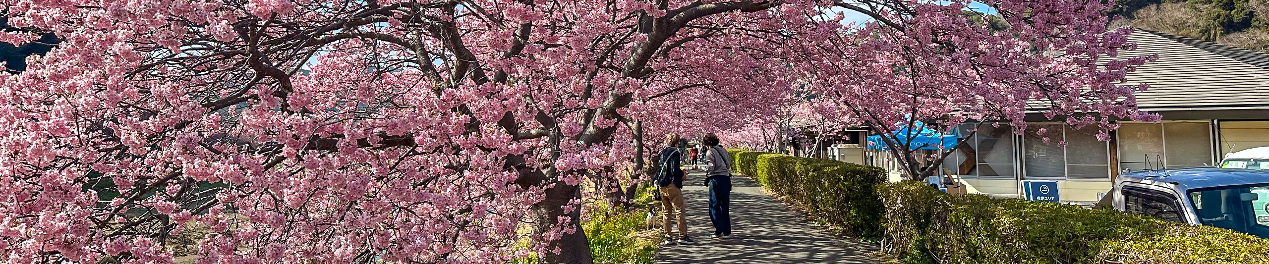 Peak Sakura Season of Nara