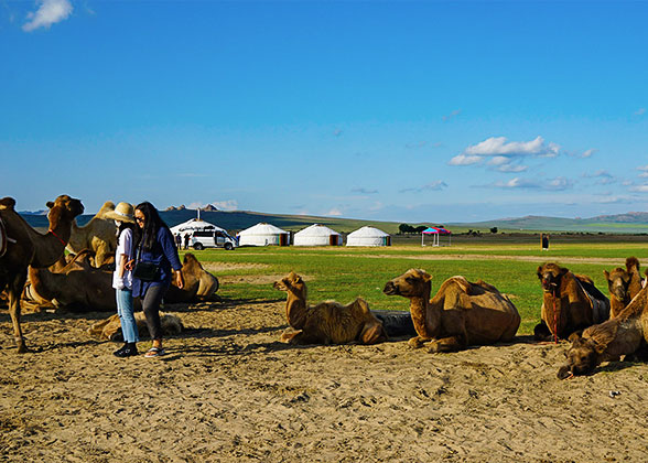 Bactrian Camels in Mongolia