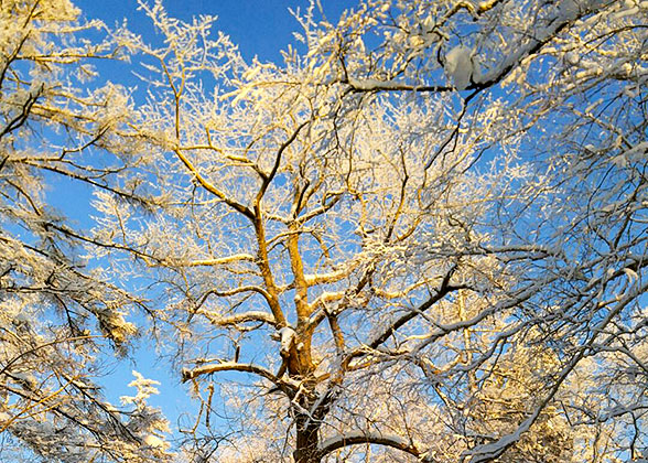 Glittering Frosted Trees in February
