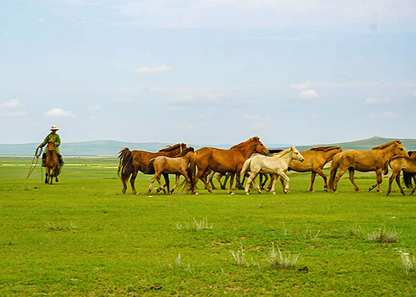 Grazing Horses on Grassland in Olgii