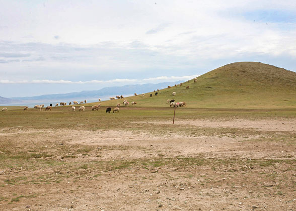 Light-green Grassland in Late May