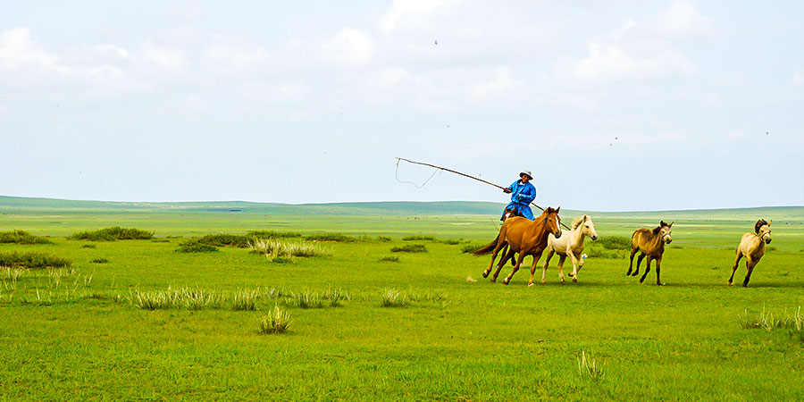 Vibrant Grassmand in Summer of Olgii