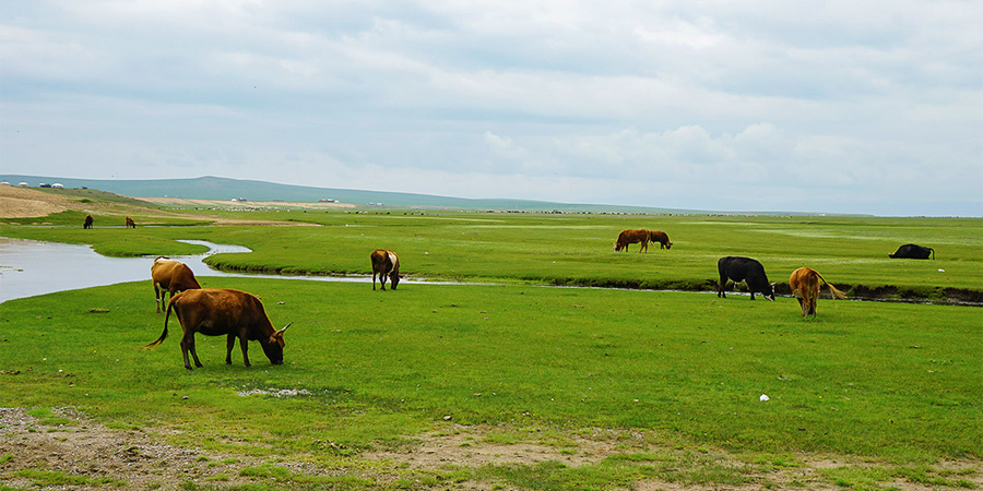 Grazing Horses in Orknon Valley